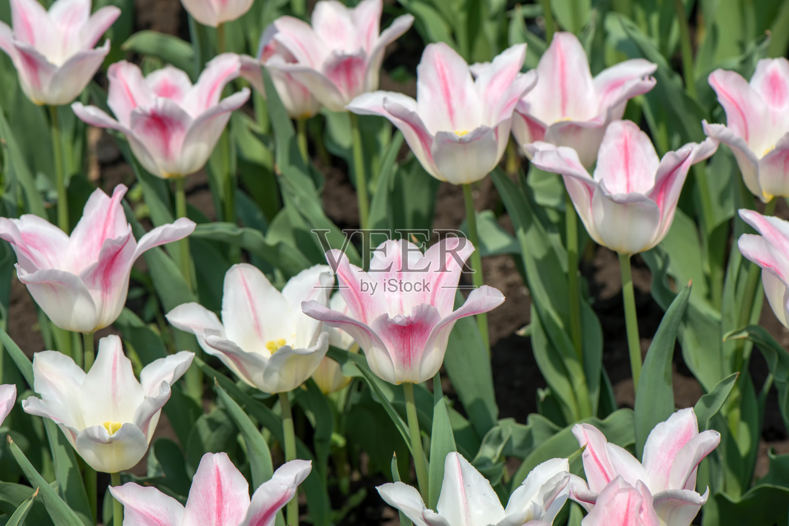 郁金香花照片摄影图片