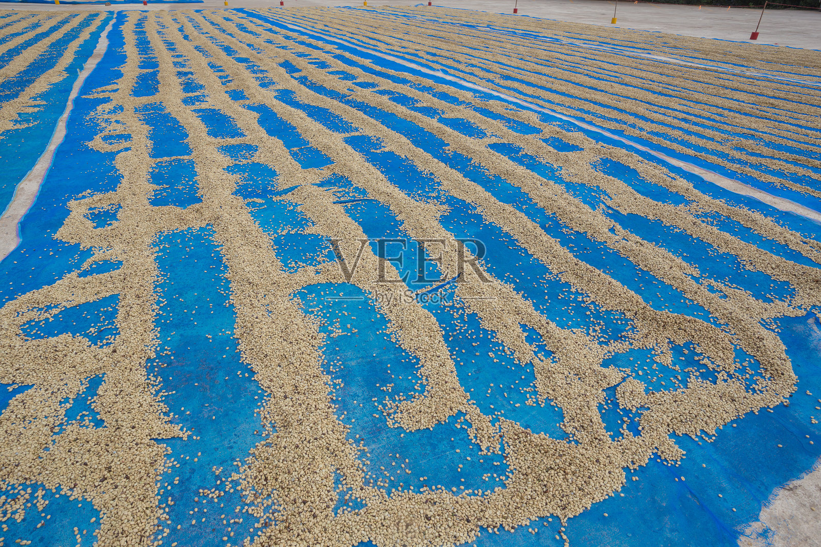 干燥咖啡豆照片摄影图片