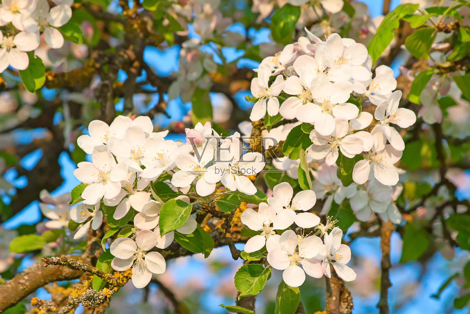 苹果花园照片摄影图片