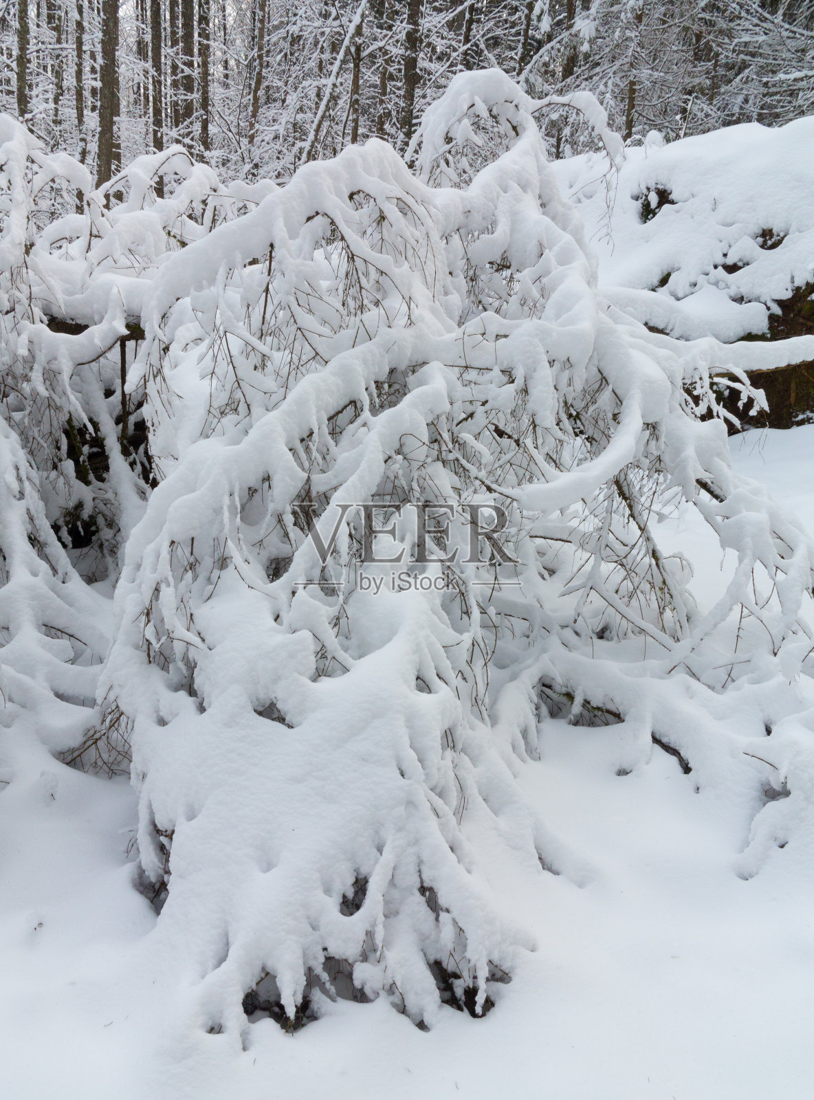 冬季景观的自然森林与死云杉树照片摄影图片