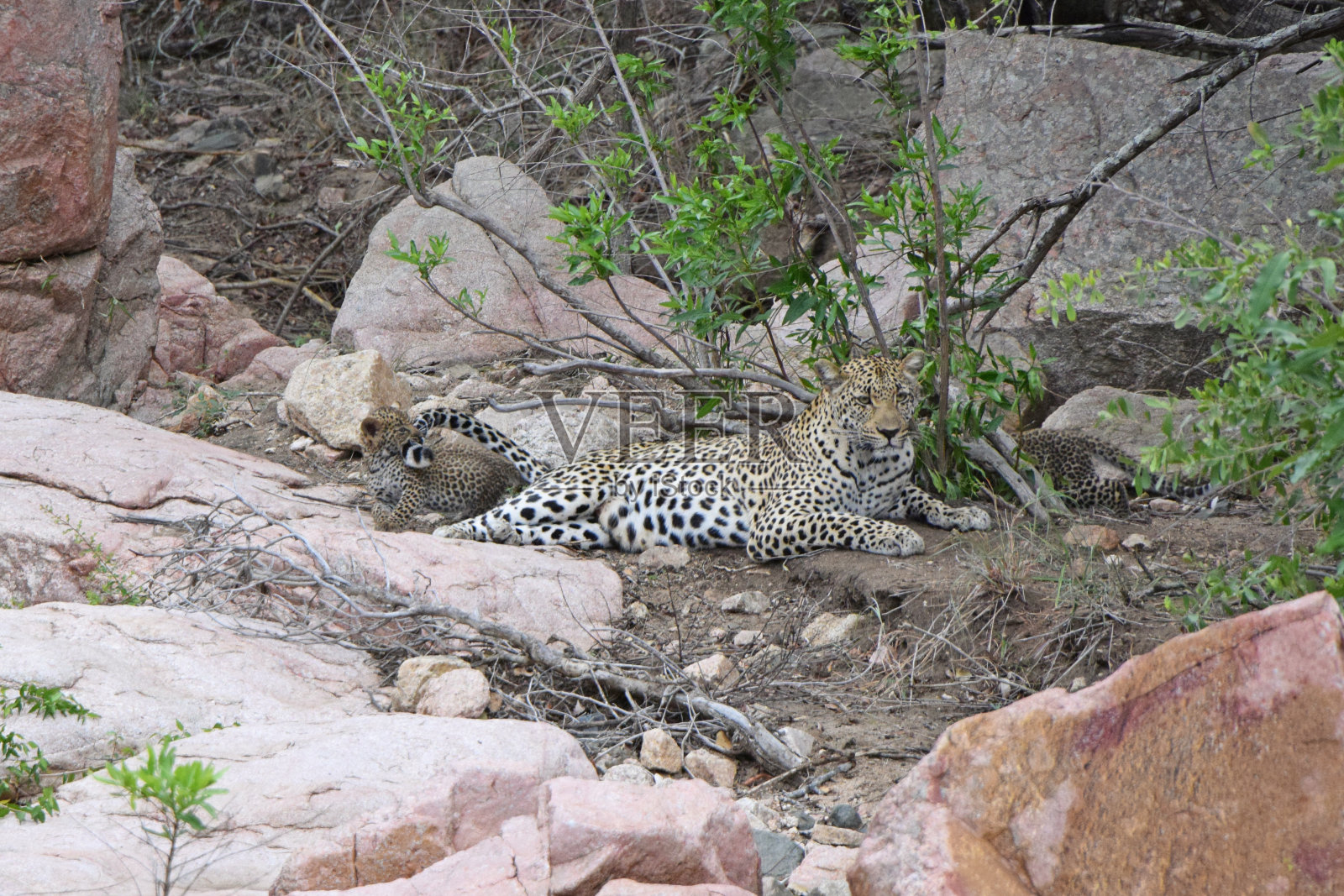 豹子一家在克鲁格国家公园玩耍照片摄影图片