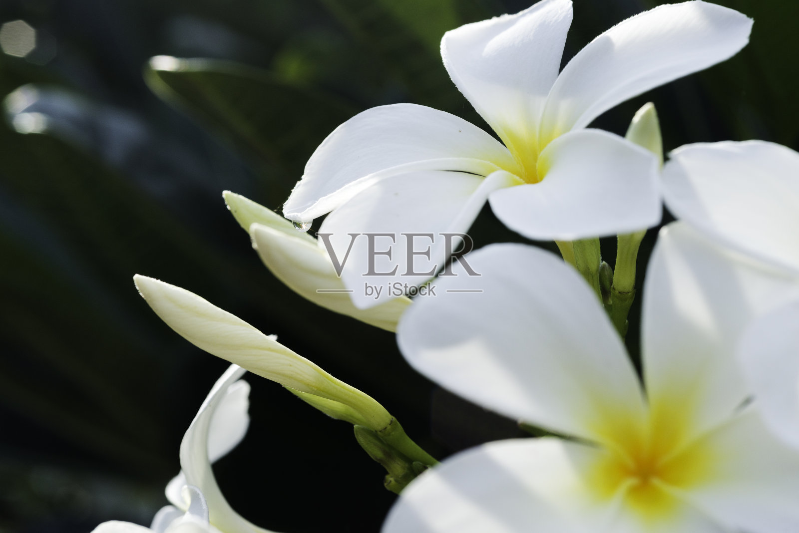 美丽的泰国白花(里拉瓦迪花)照片摄影图片