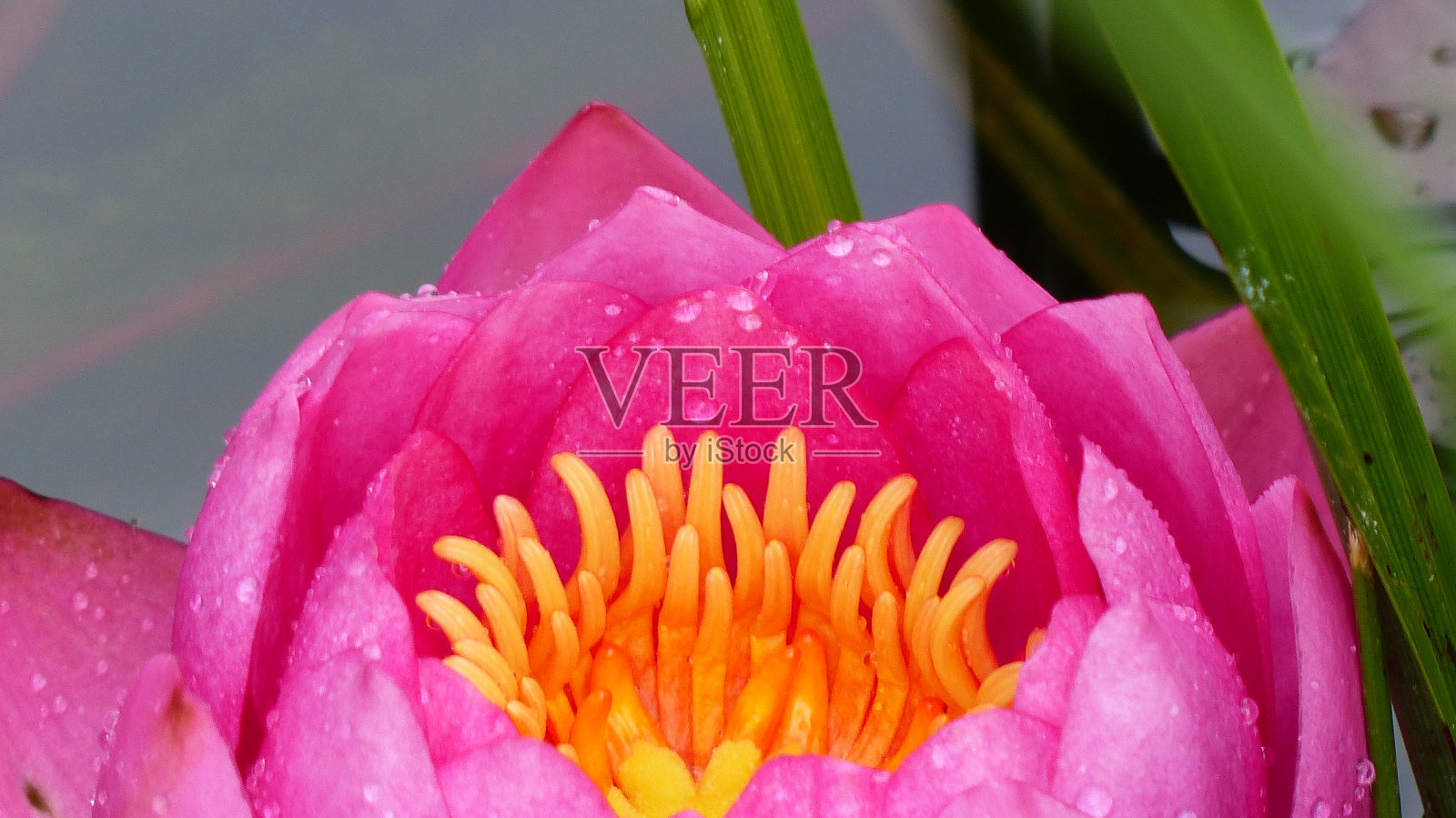 在睡莲的王国/睡莲詹姆斯·布莱顿照片摄影图片