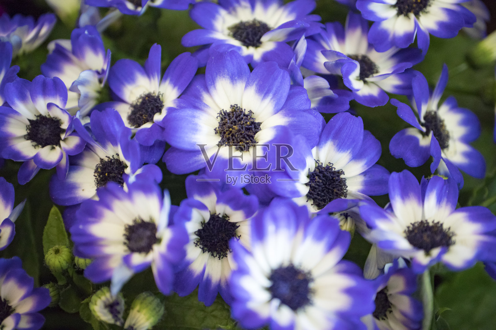 美丽的春天的花朵。聚焦在前面的花和背面散焦。照片摄影图片