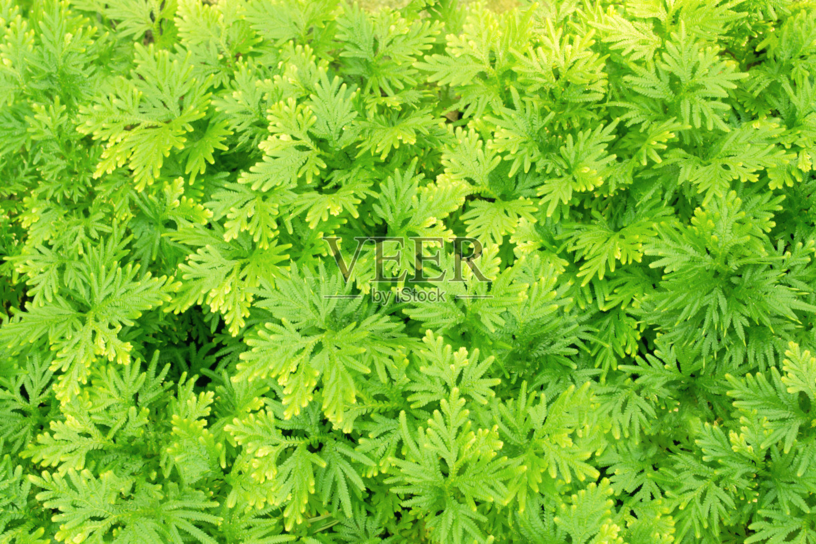 清晨阳光下的绿蕨照片摄影图片