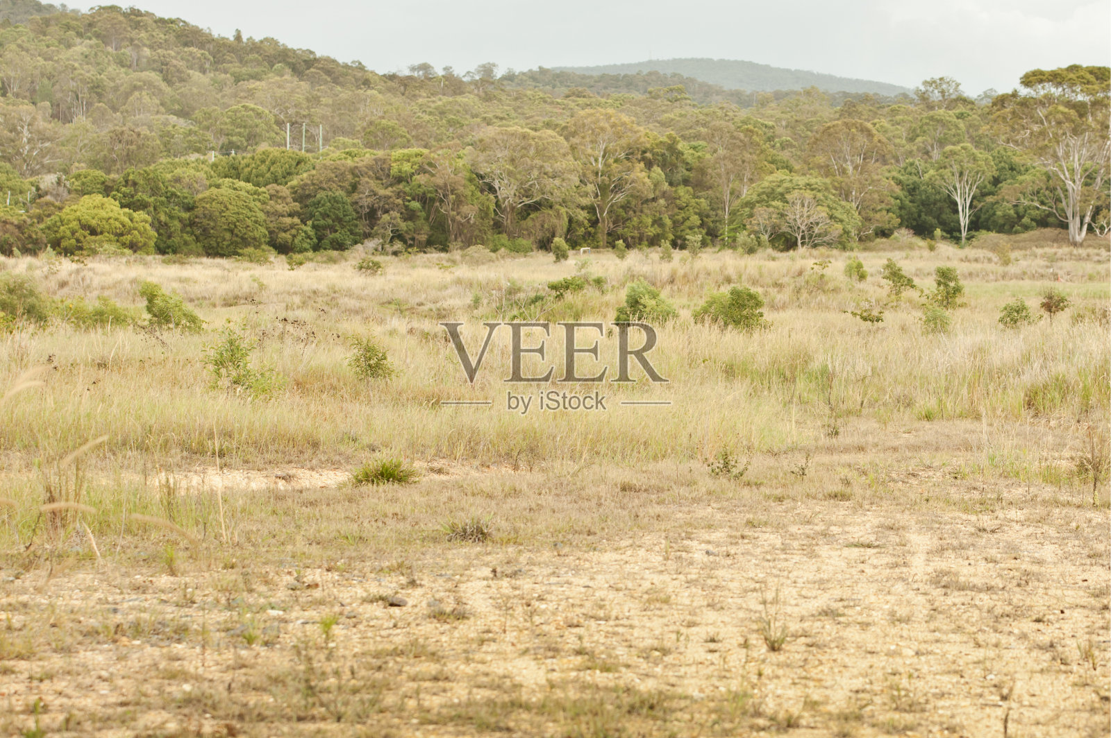 澳大利亚未开发的丛林乡村照片摄影图片