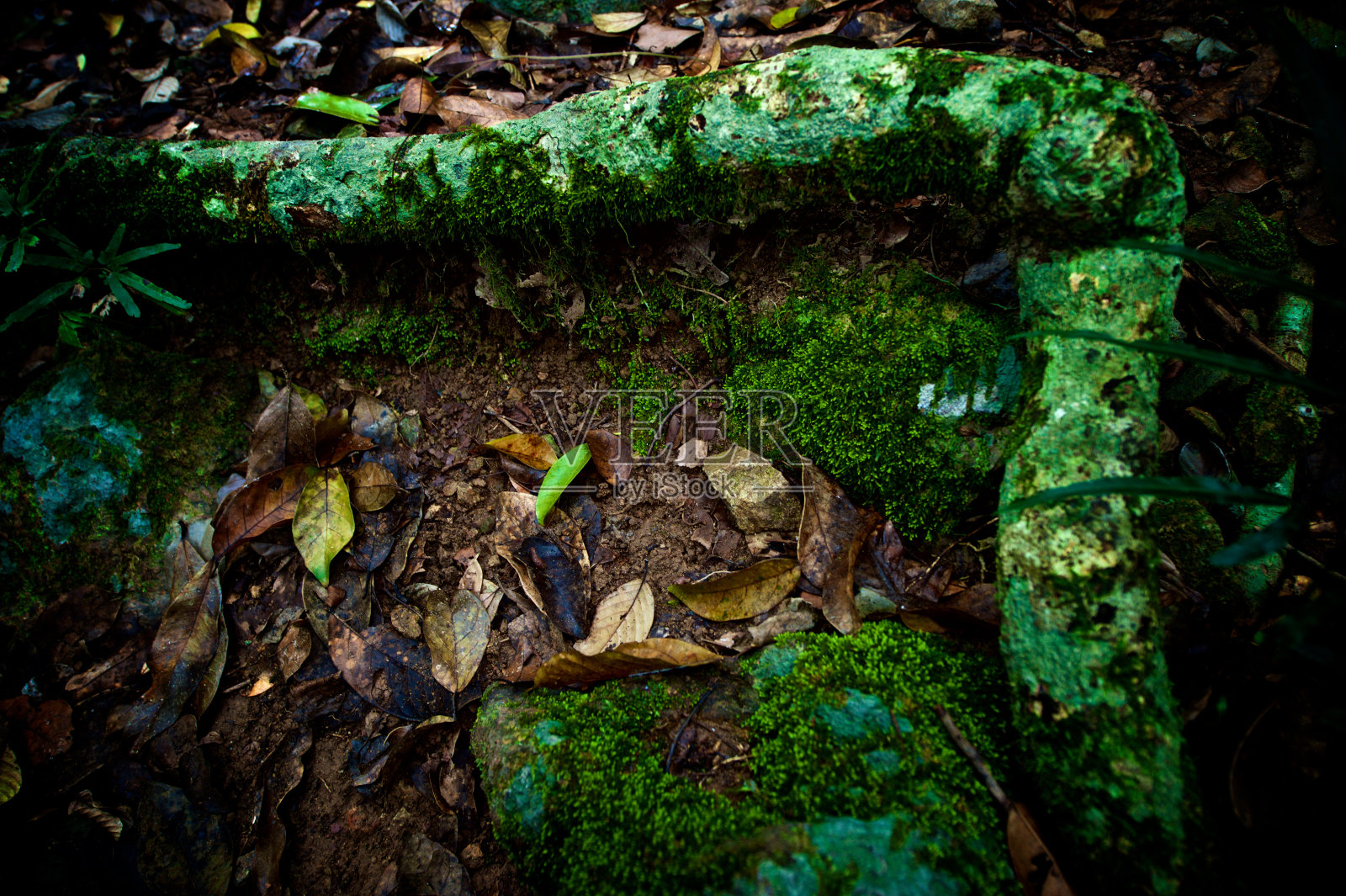 自然照片摄影图片