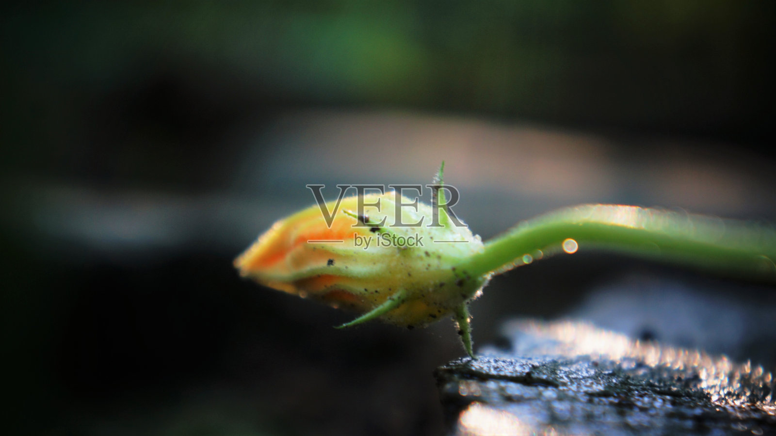 西葫芦(小胡瓜)花照片摄影图片
