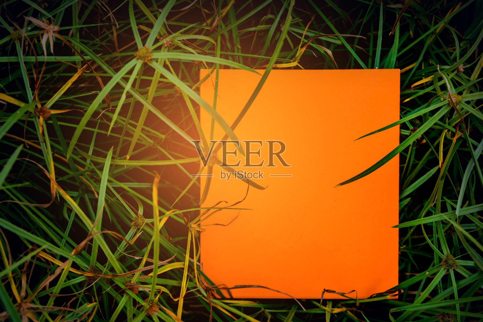 标签纸在绿叶上照片摄影图片