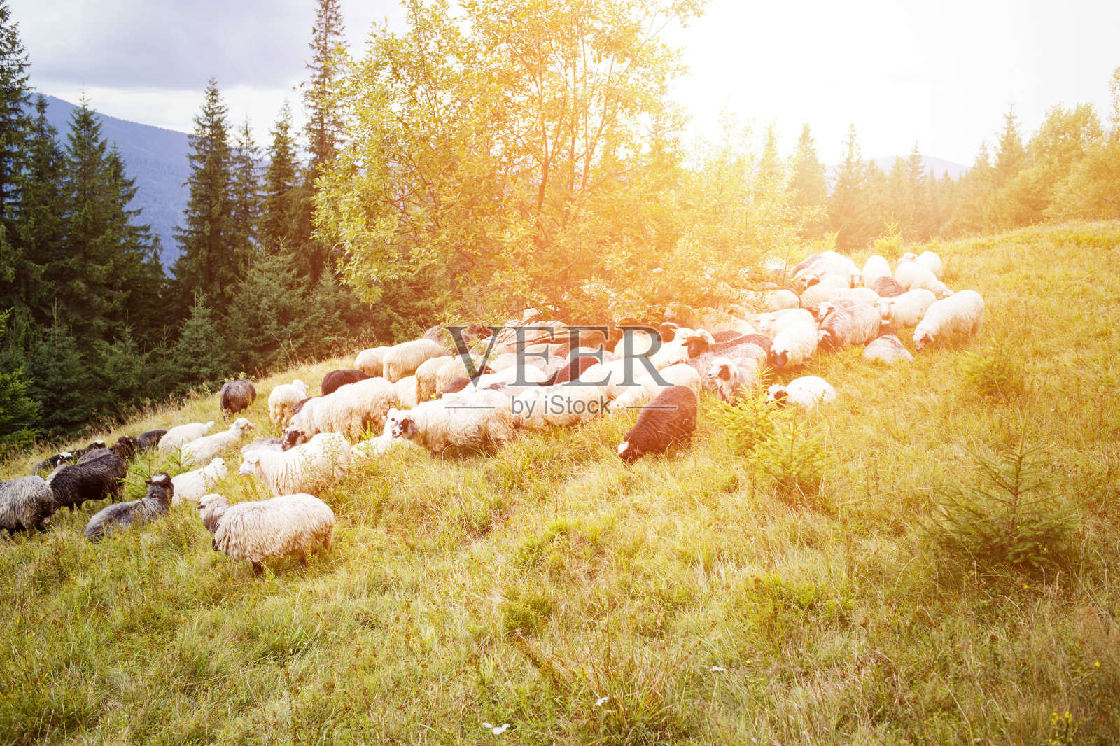 在山上牧场吃草的绵羊照片摄影图片