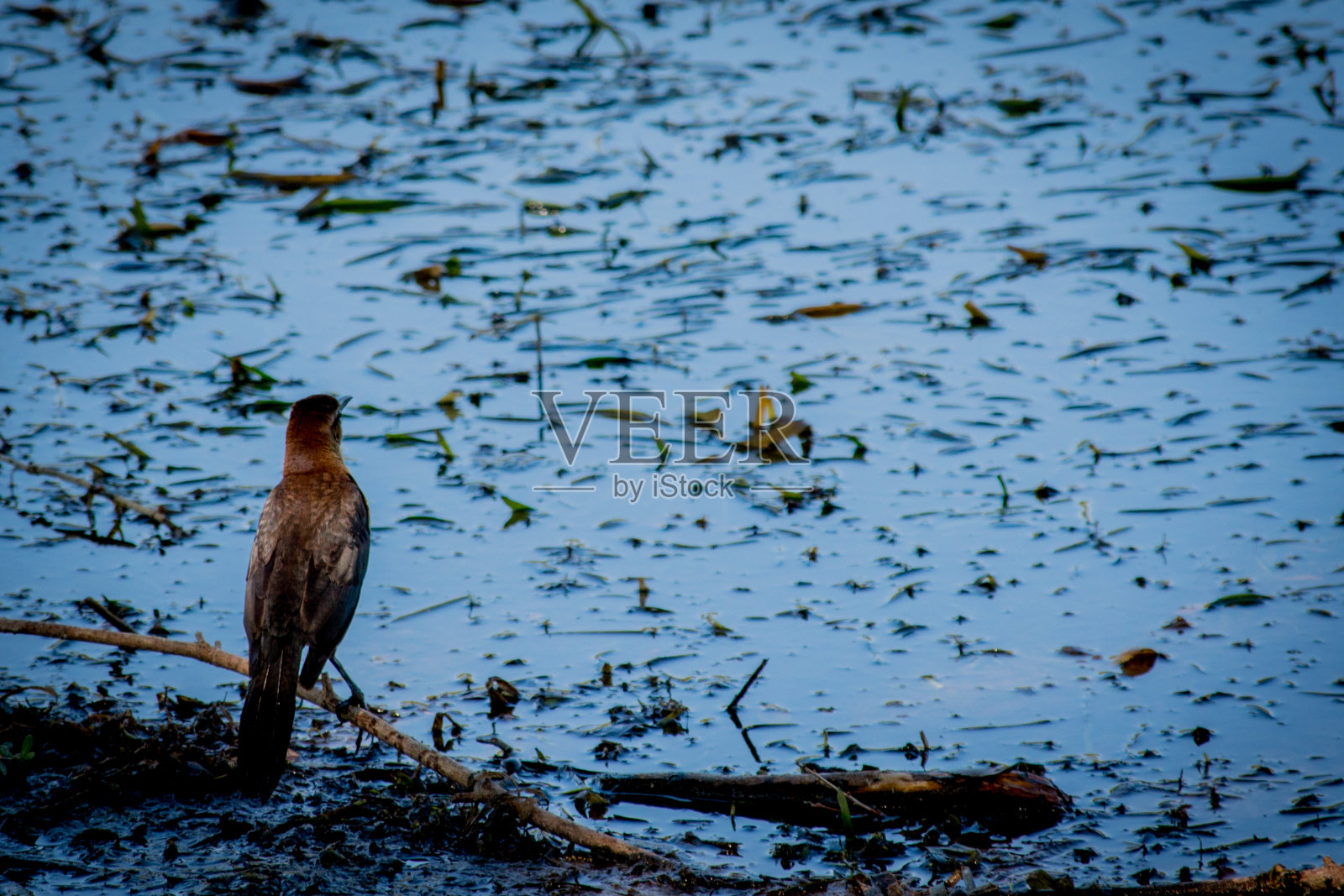 小棕鸟照片摄影图片
