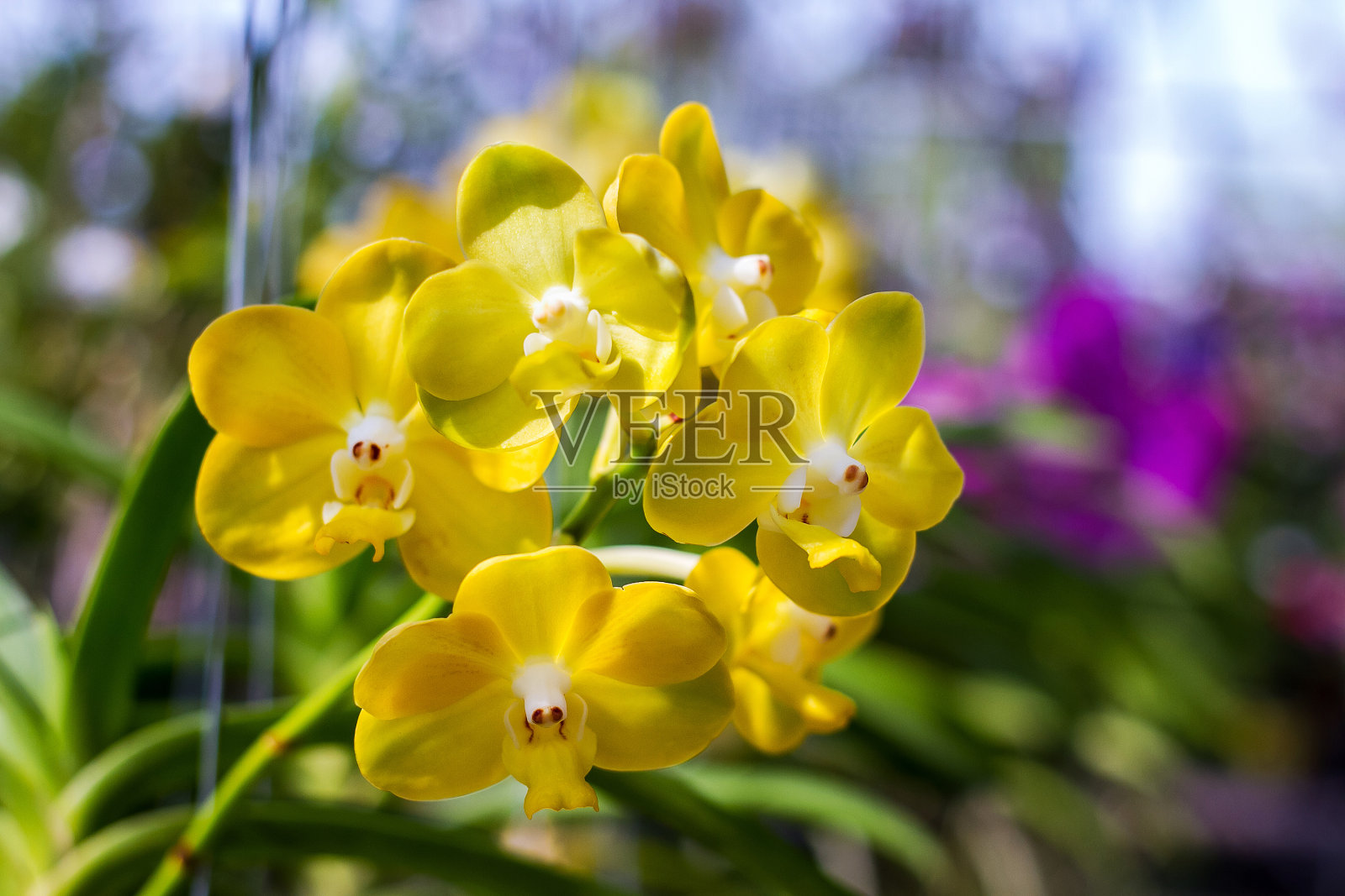 兰花黄色照片摄影图片