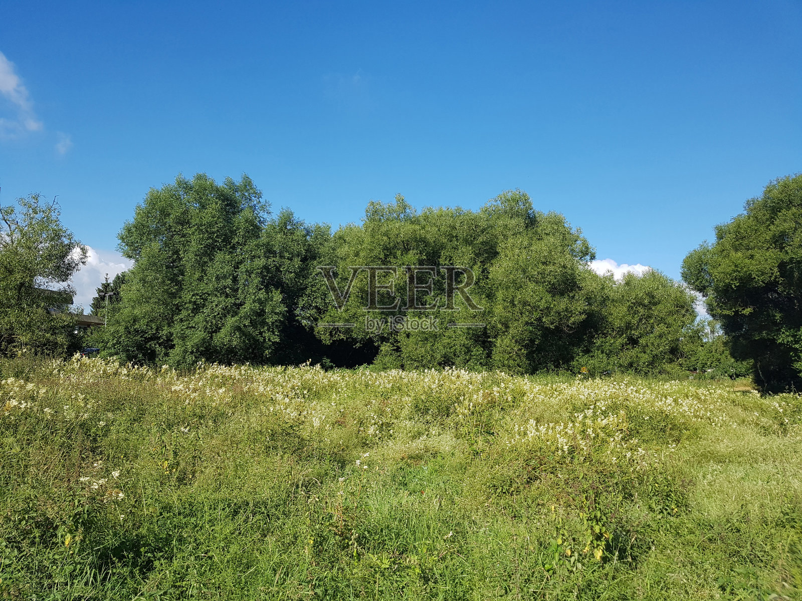 白色柳;柳属阿尔巴;表;落叶照片摄影图片