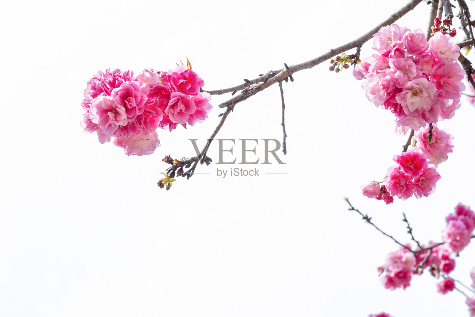 樱花照片摄影图片