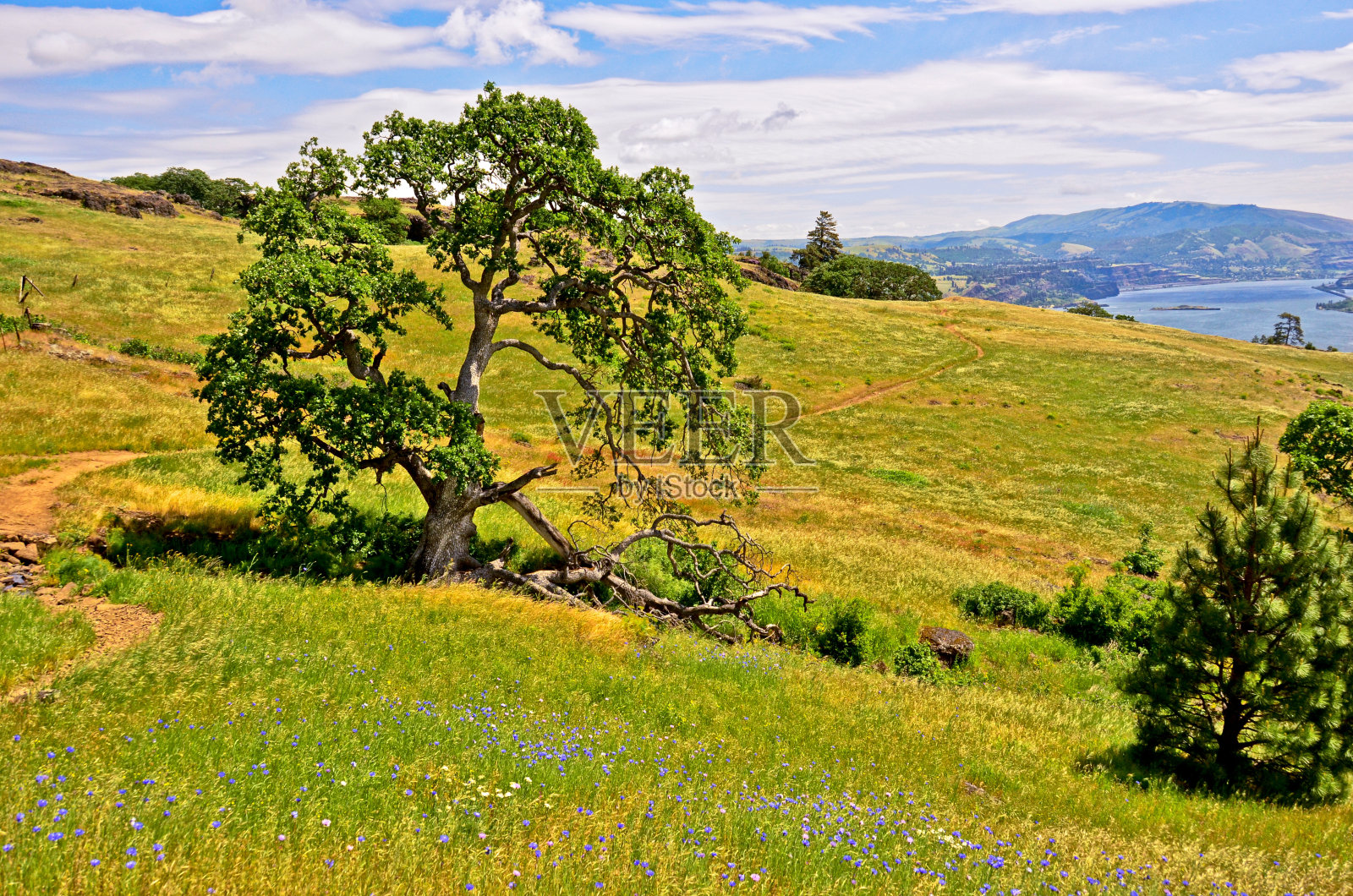 哥伦比亚河峡谷的大树和蓝色的花朵照片摄影图片