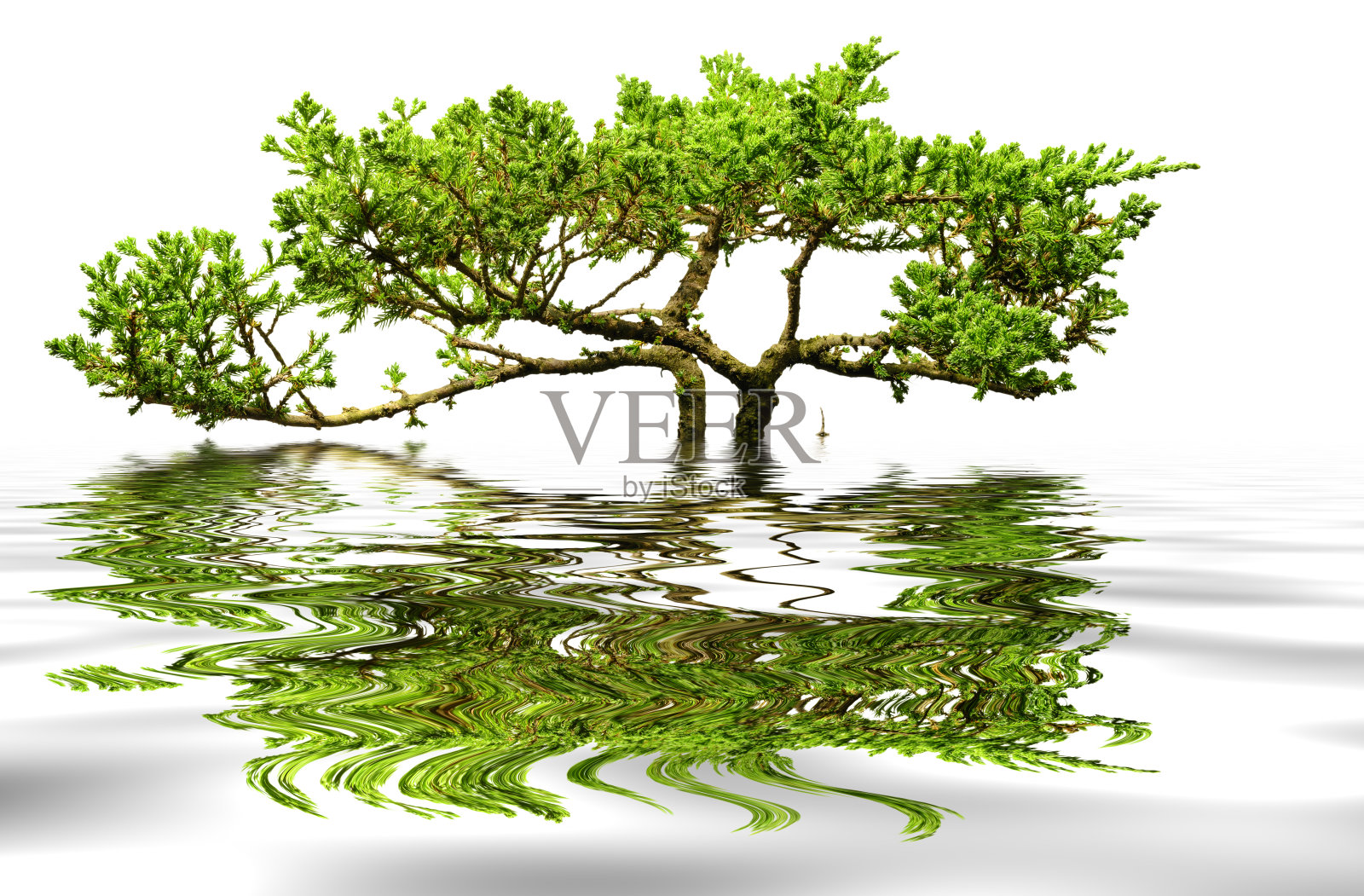 盆景在盆中孤立的白色。照片摄影图片