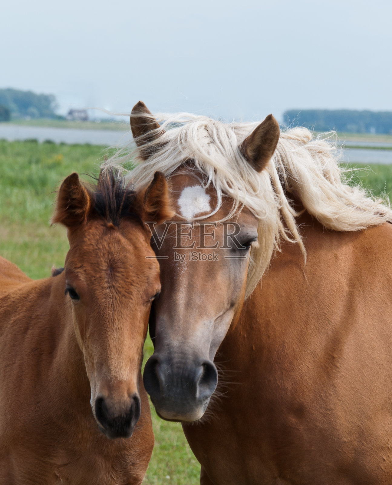 双肖像的母马和她的小马驹照片摄影图片