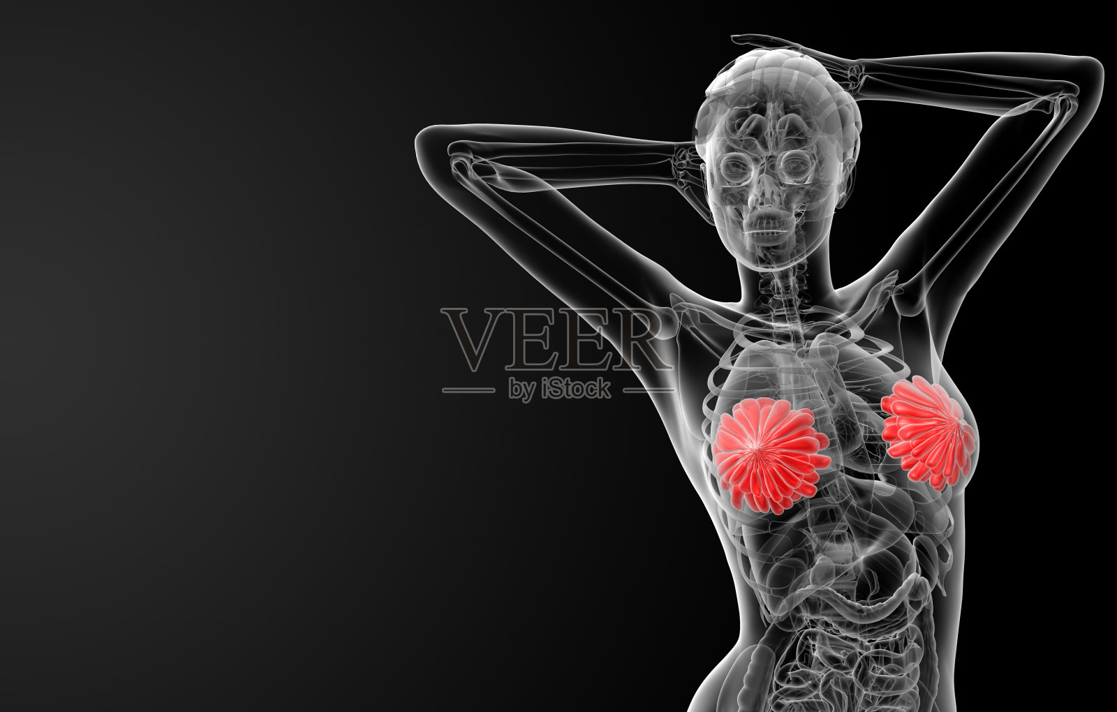 3d渲染女性乳房解剖x射线照片摄影图片