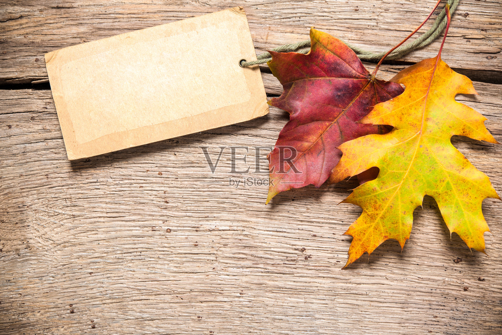 带枫叶的销售标签照片摄影图片