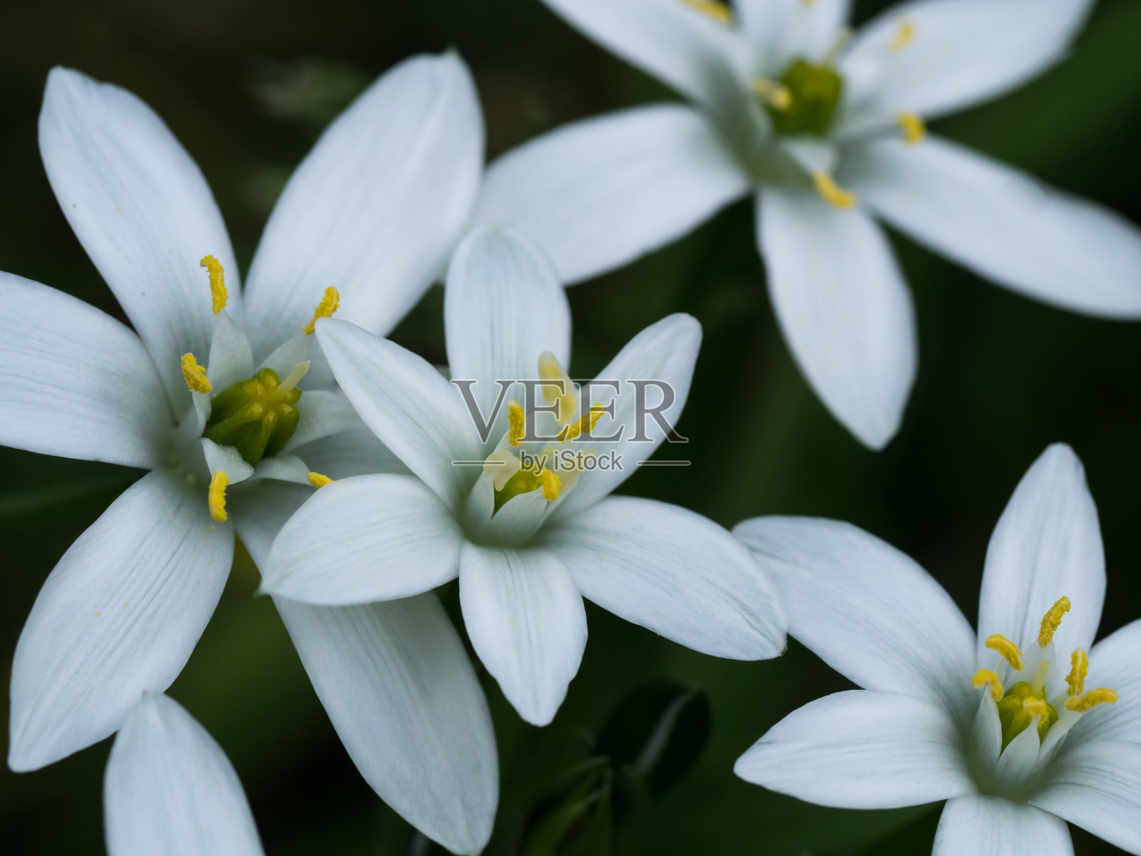 洁白的伯利恒之星绽放照片摄影图片