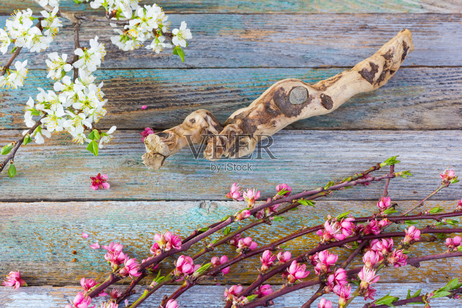 开花的树枝照片摄影图片
