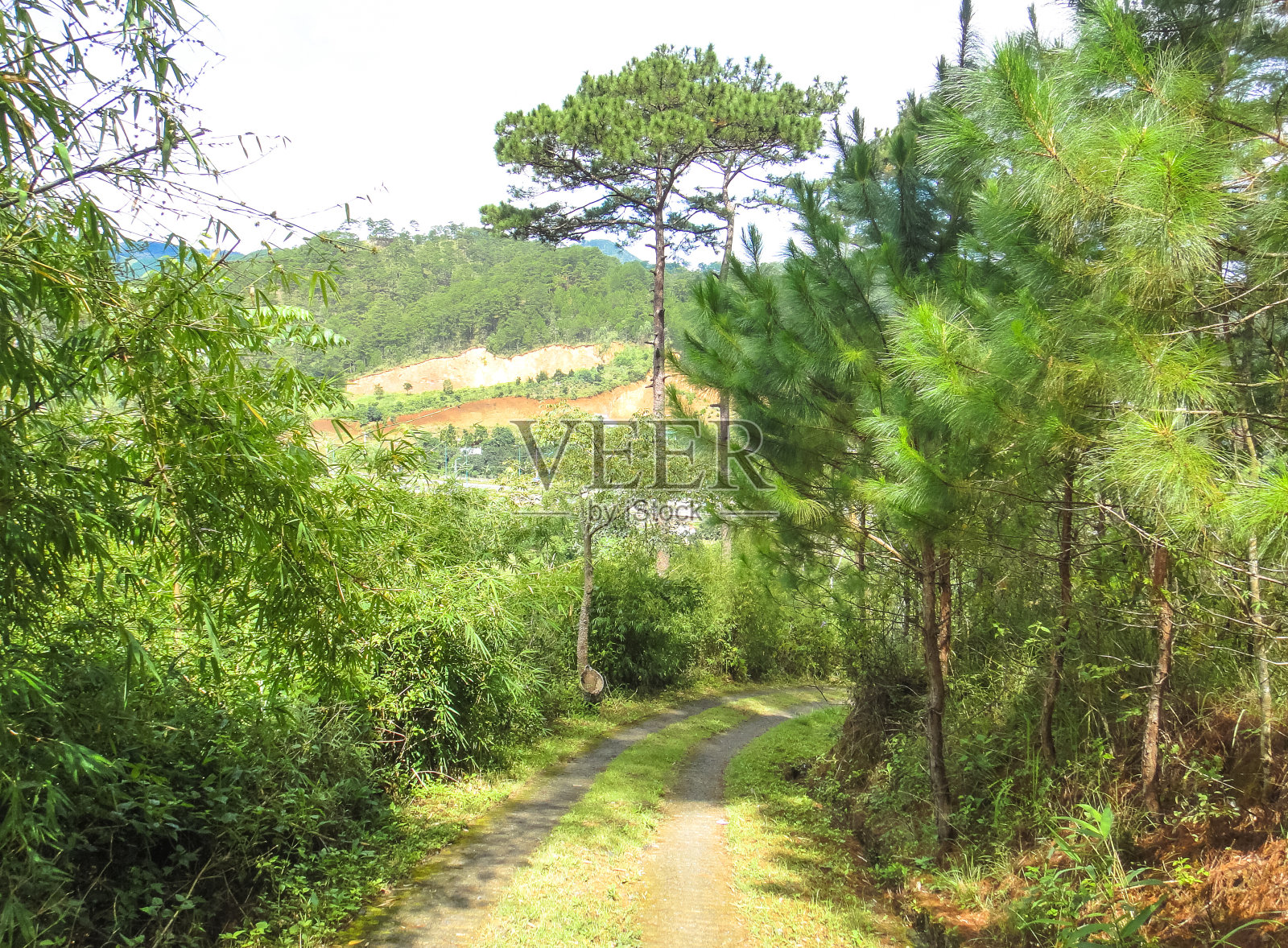 越南的森林。东南亚自然照片摄影图片