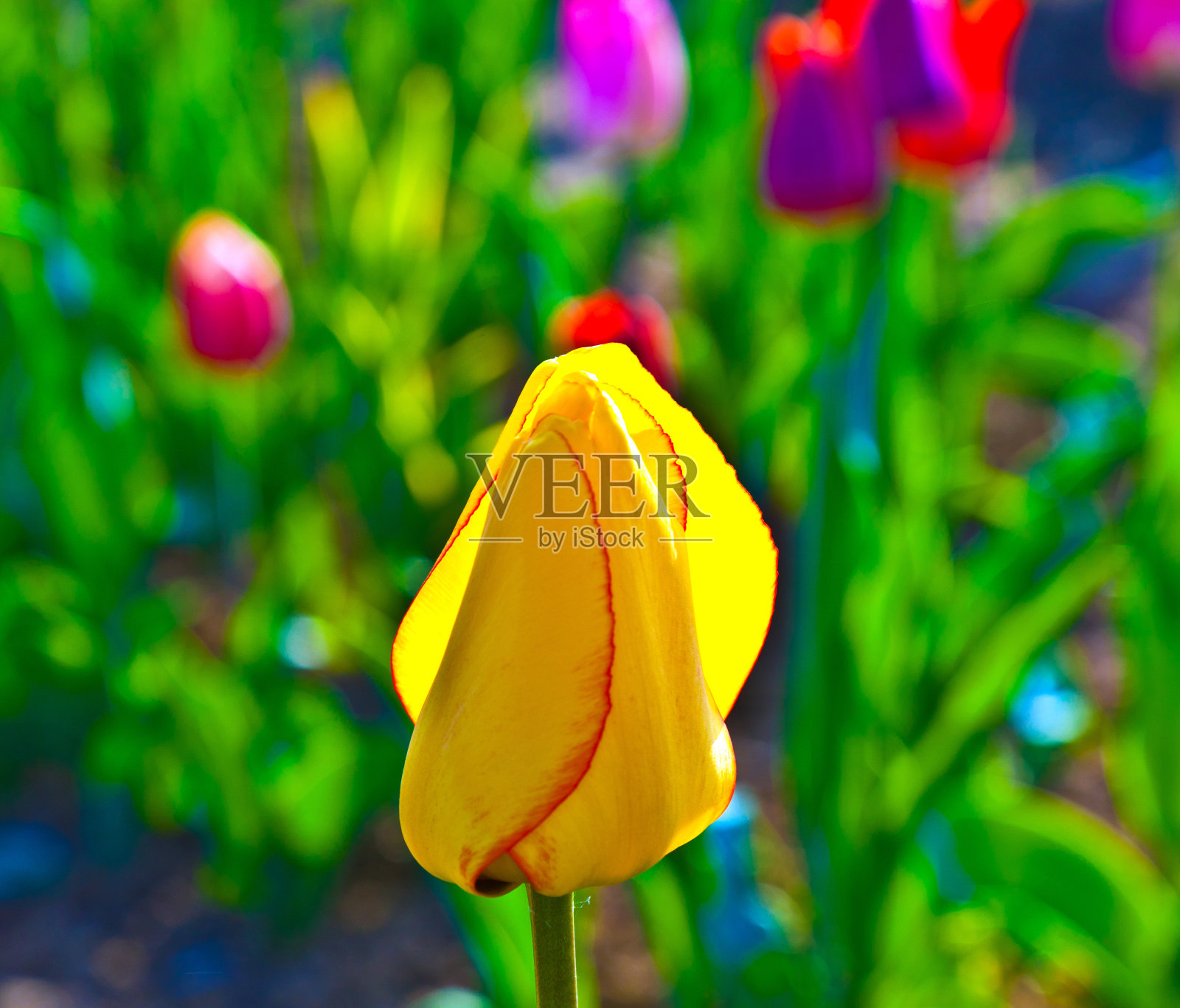 春天的田野里盛开着五颜六色的郁金香照片摄影图片