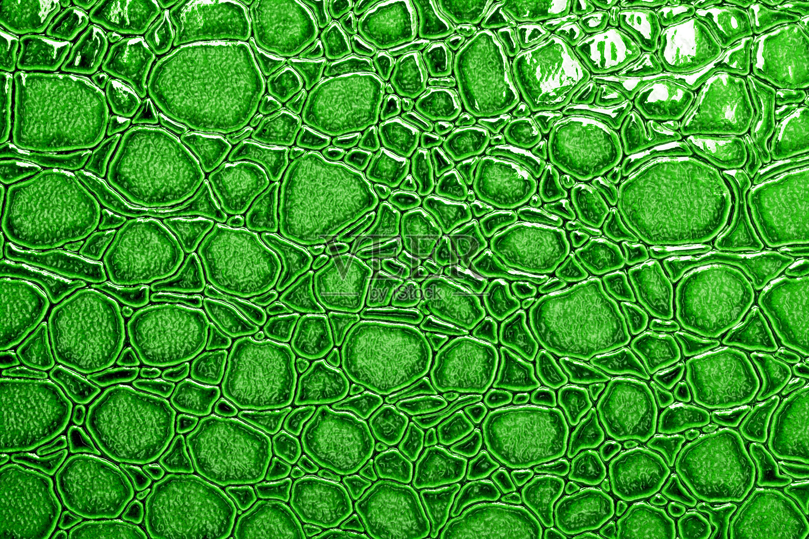绿色鳄鱼图案的背景照片摄影图片