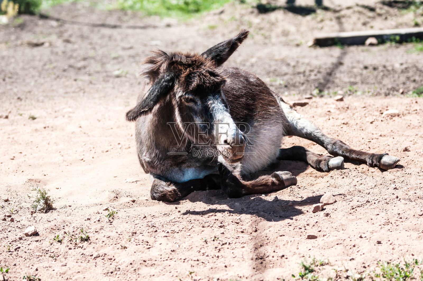 农场里的驴子照片摄影图片