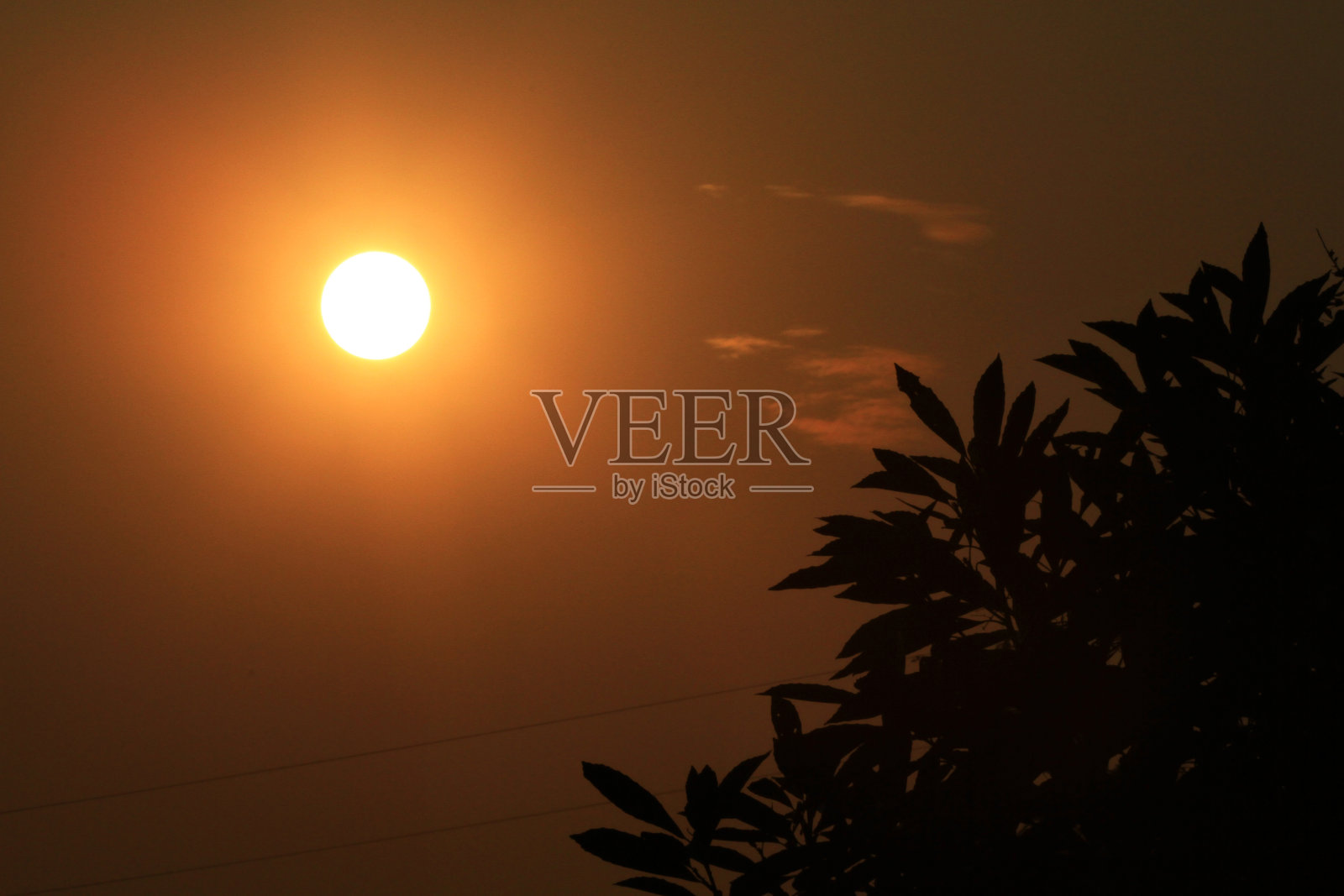 冉冉升起的太阳上的树影照片摄影图片