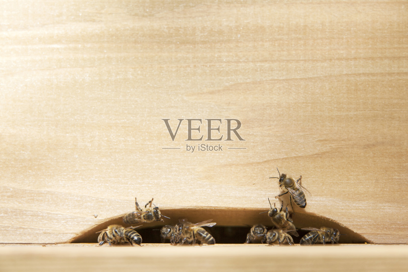 蜜蜂在蜂箱入口照片摄影图片