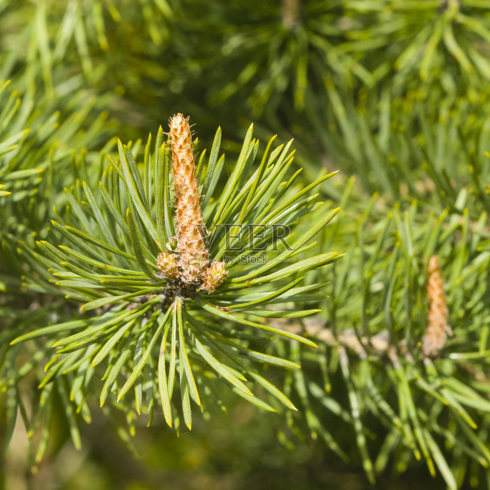 幼松,松木,嫩枝,选择性聚焦,浅自由度照片摄影图片