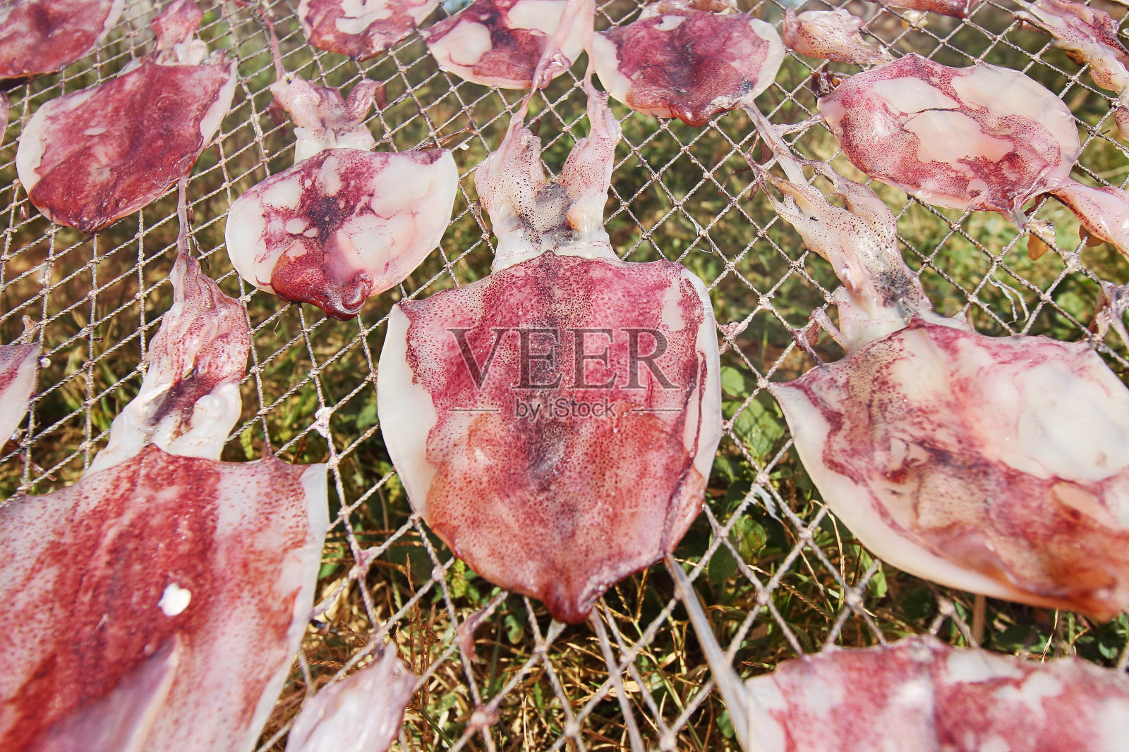 鱿鱼照片摄影图片