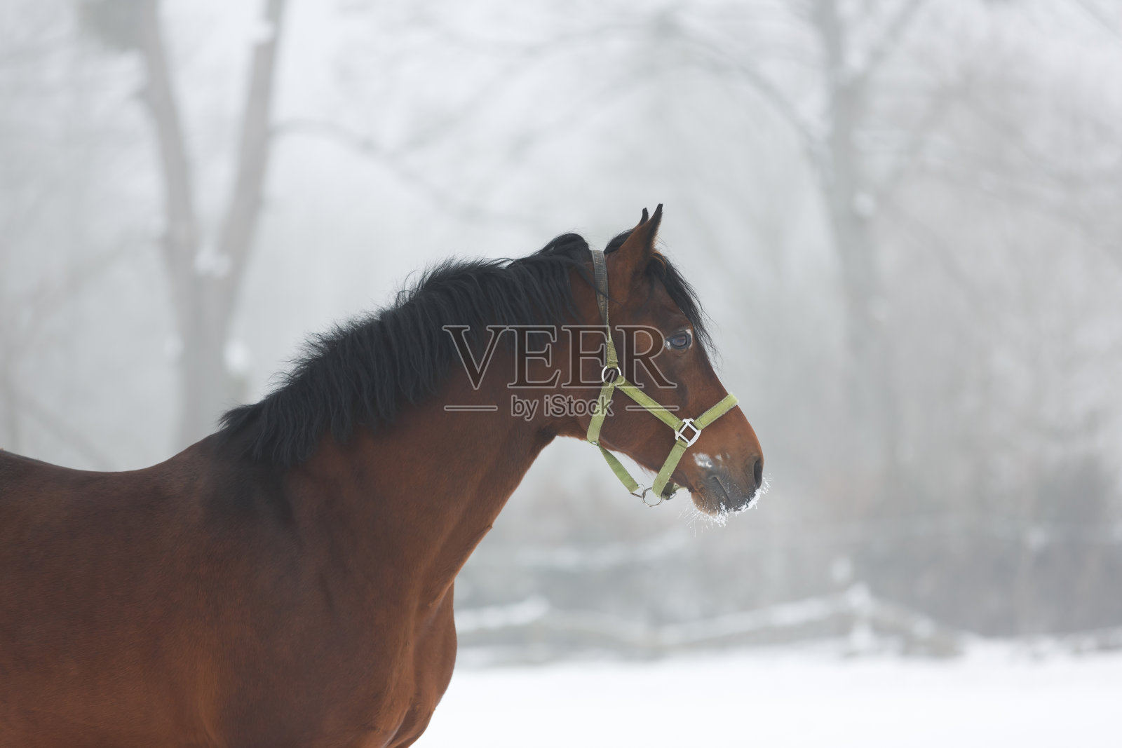 马在雾中靠近照片摄影图片