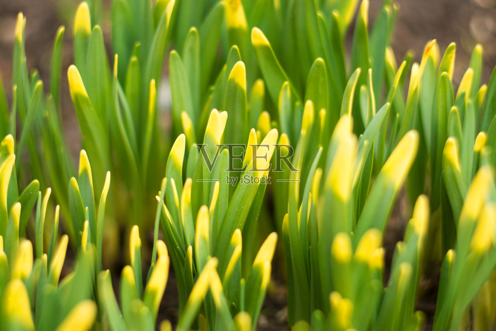 绿色草与黄色的尖端选择焦点照片摄影图片