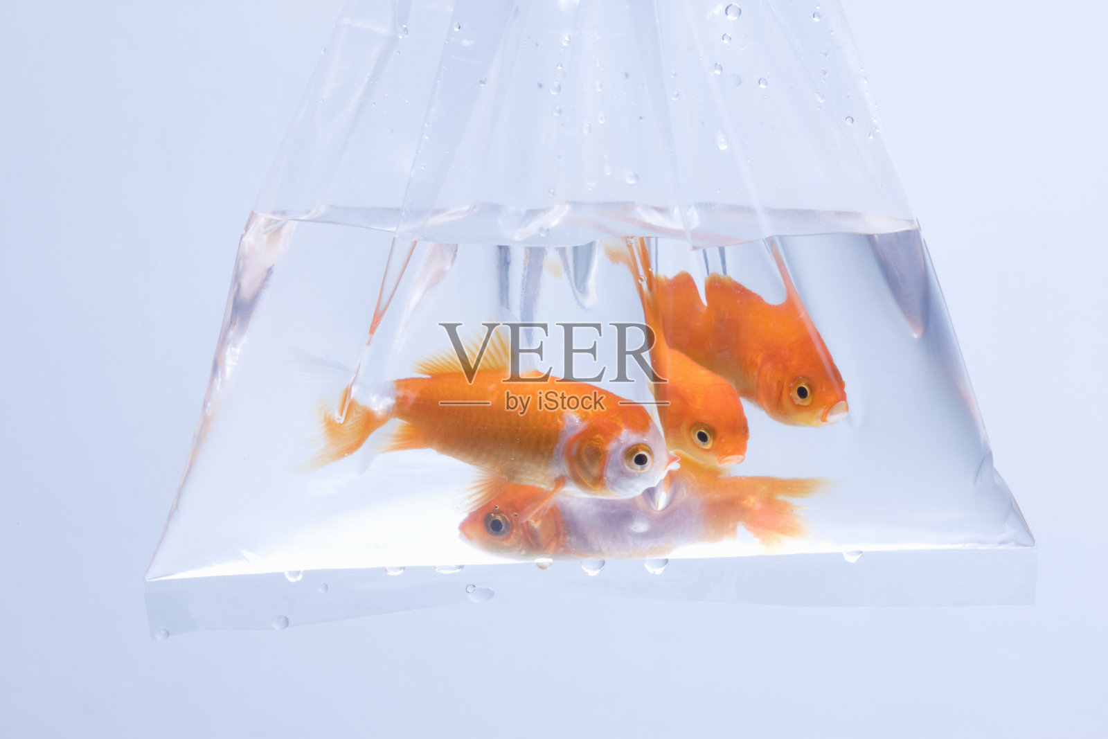 金鱼照片摄影图片