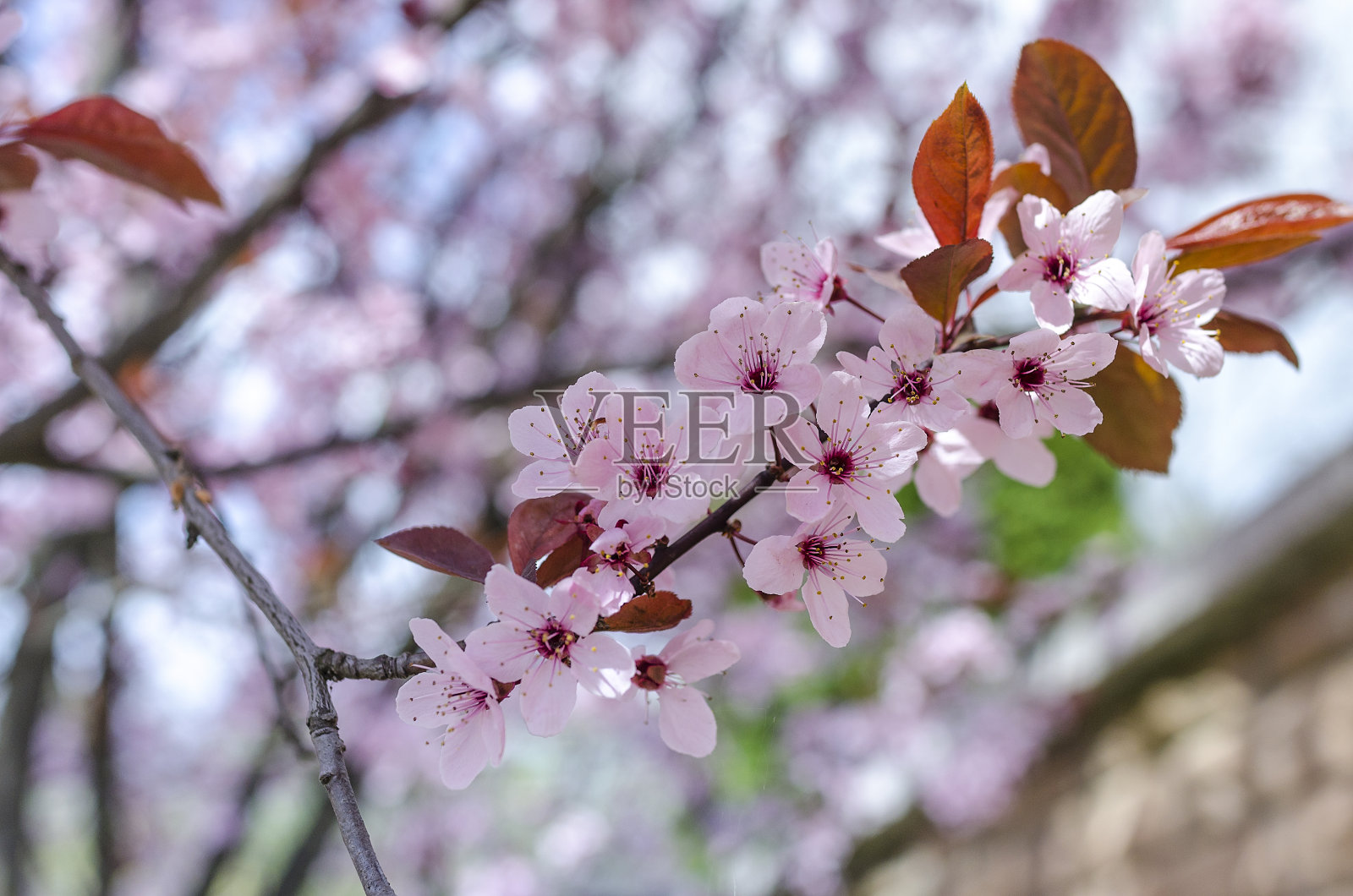 春天开花的树。照片摄影图片