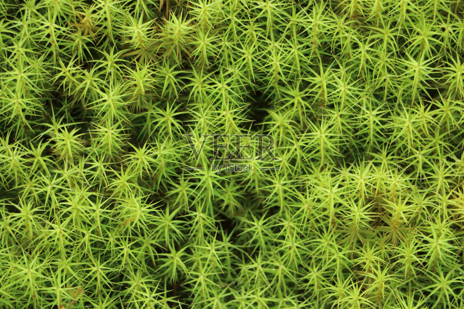 ???照片摄影图片