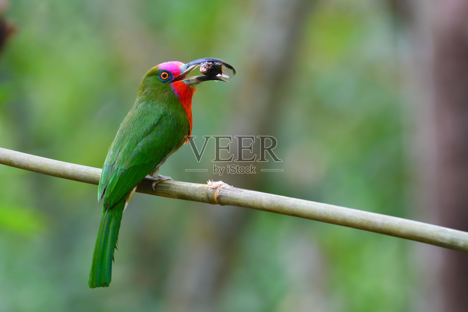 胡子的食蜂鸟鸟照片摄影图片