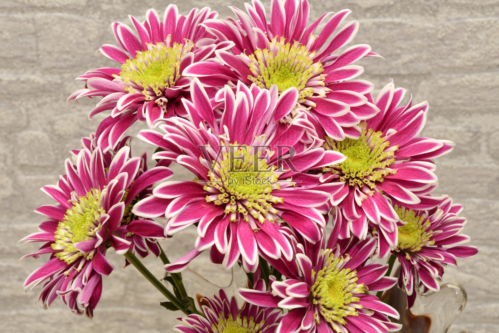 树枝花园菊花照片摄影图片