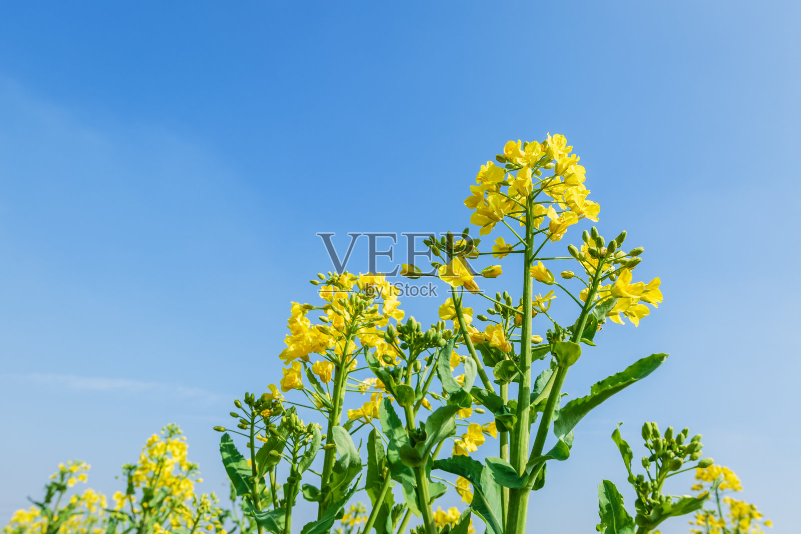 黄油菜花在田间盛开照片摄影图片