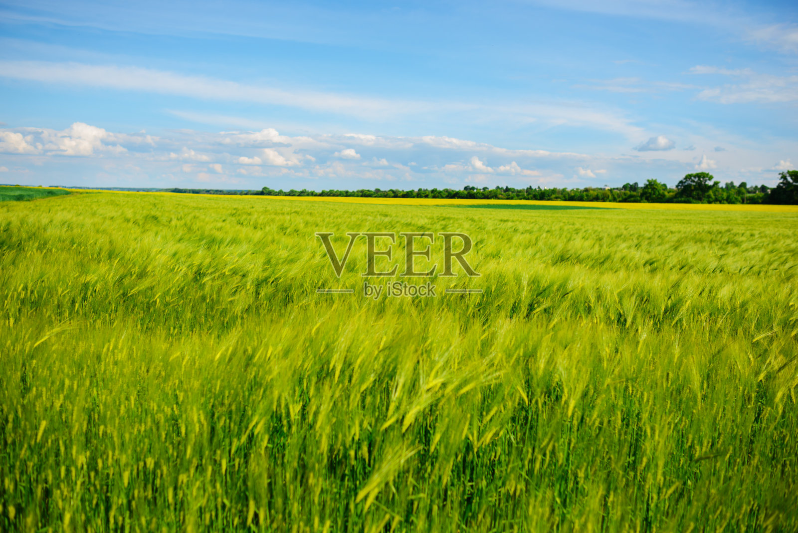 初夏大麦田的景观照片摄影图片