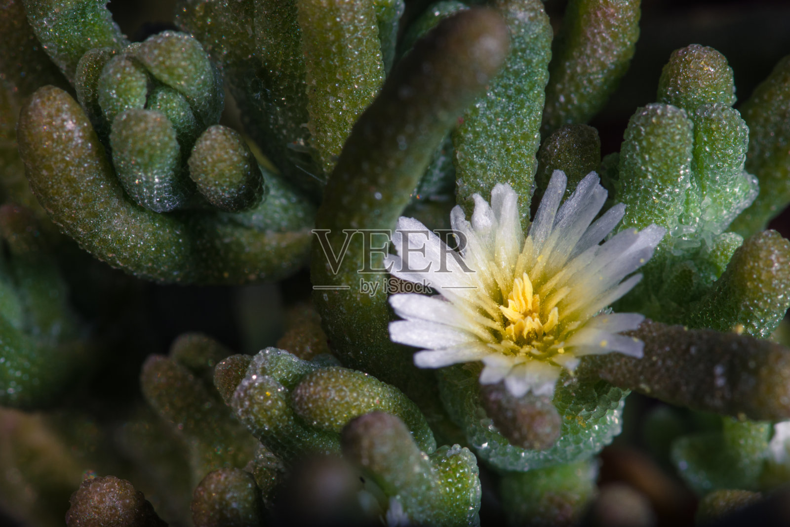 白色的小花特写。照片摄影图片