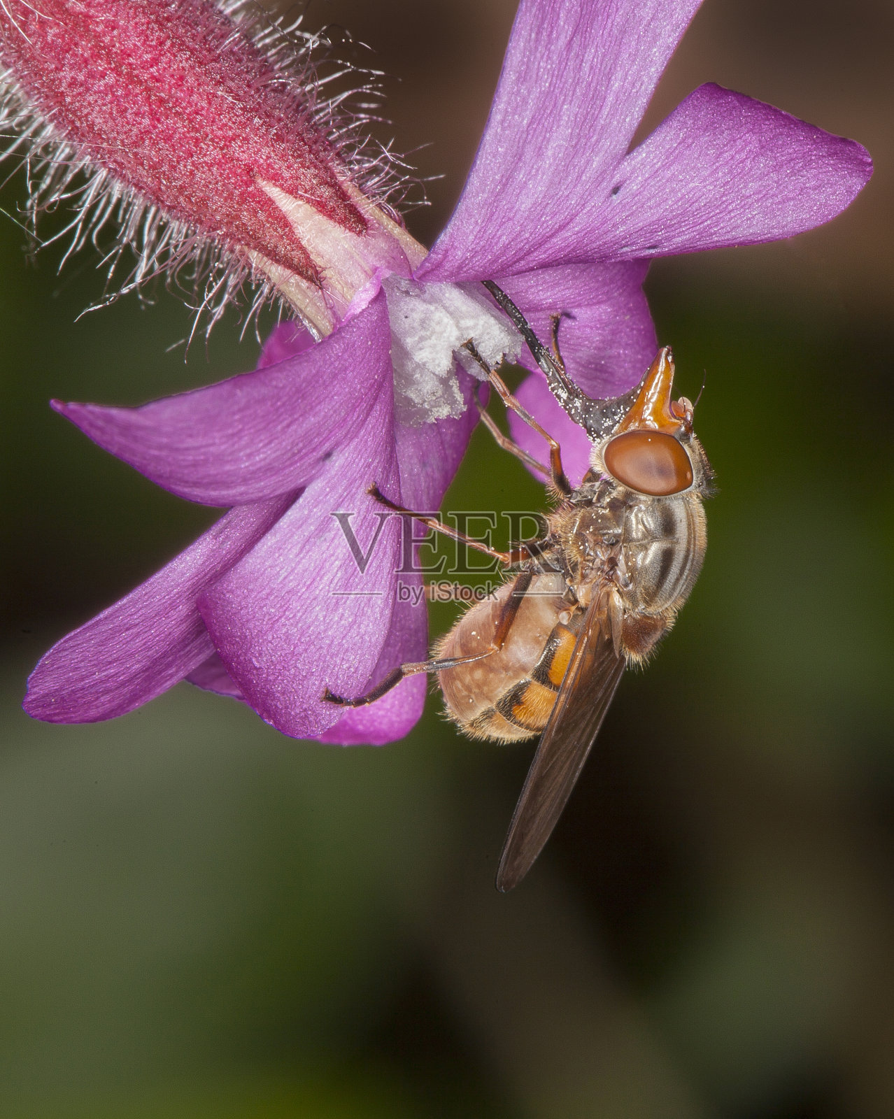 盘旋在花上飞照片摄影图片