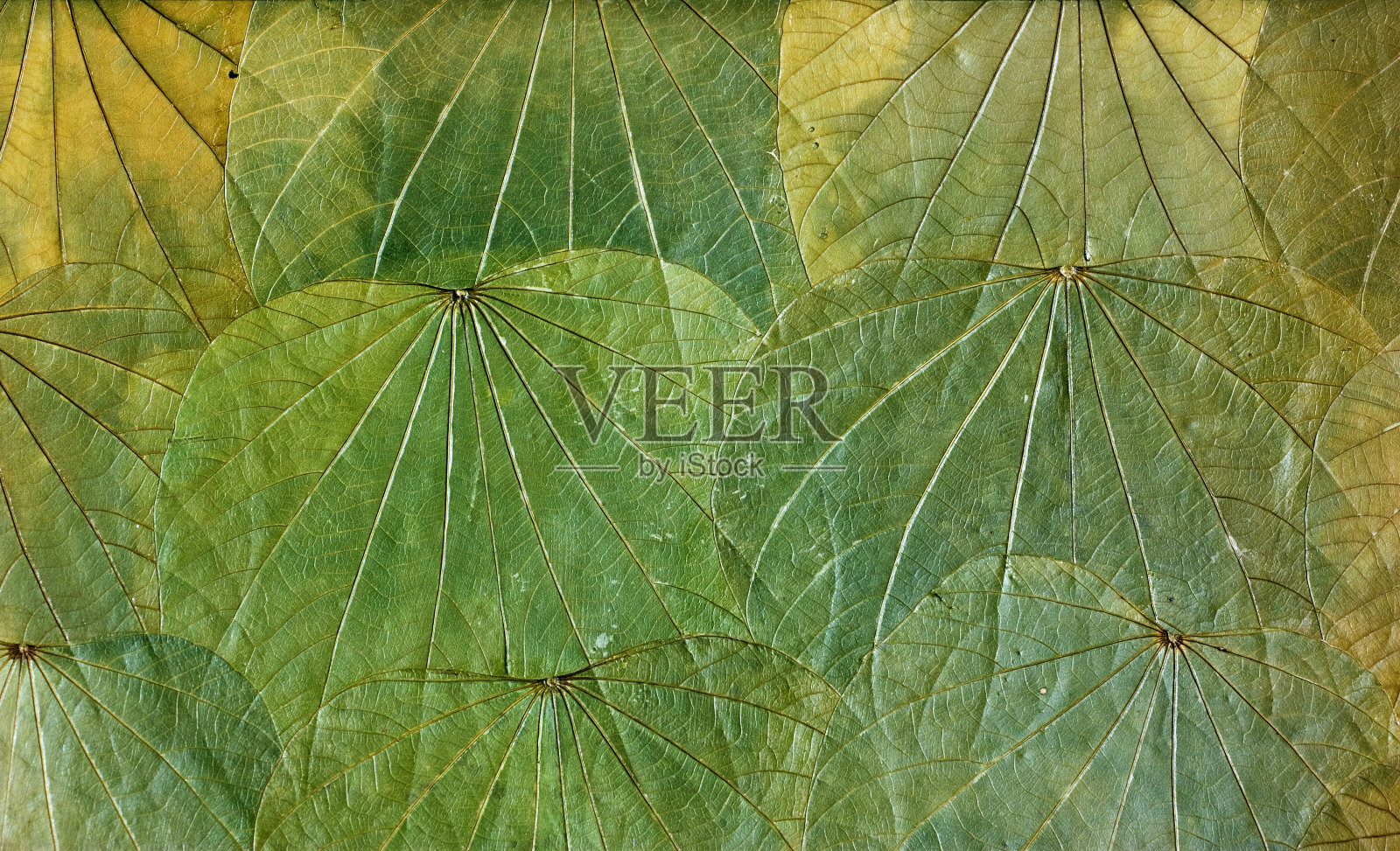 秋天的落叶照片摄影图片