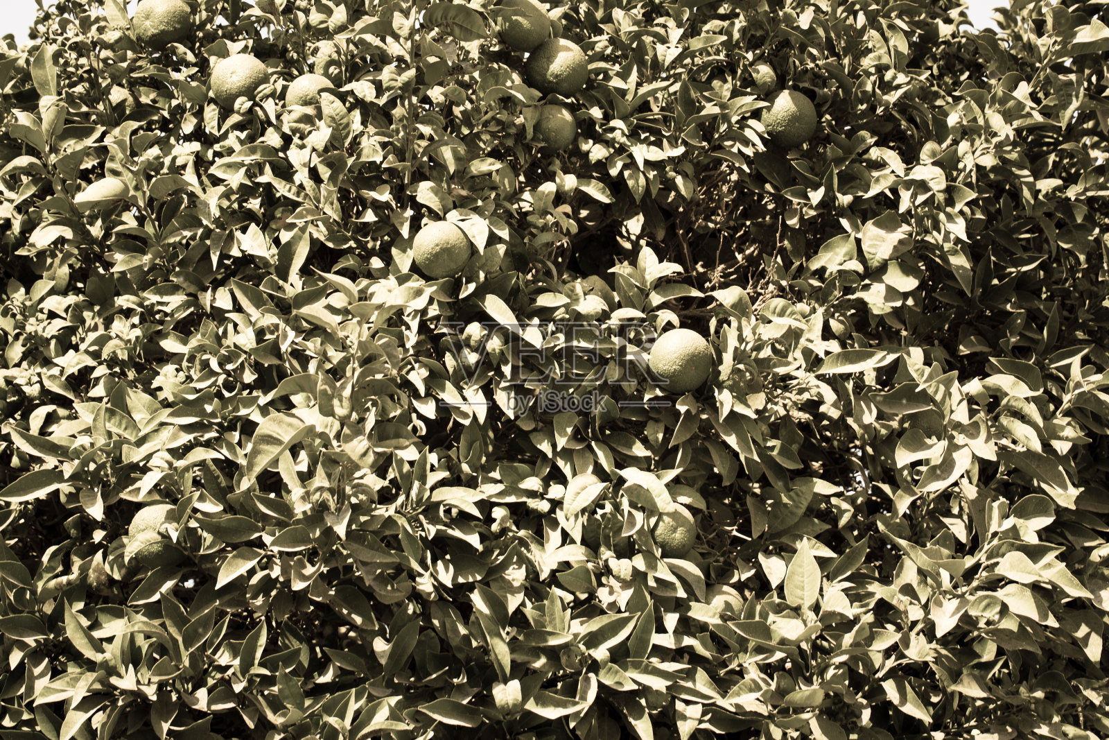 绿色的橘子挂在树上照片摄影图片