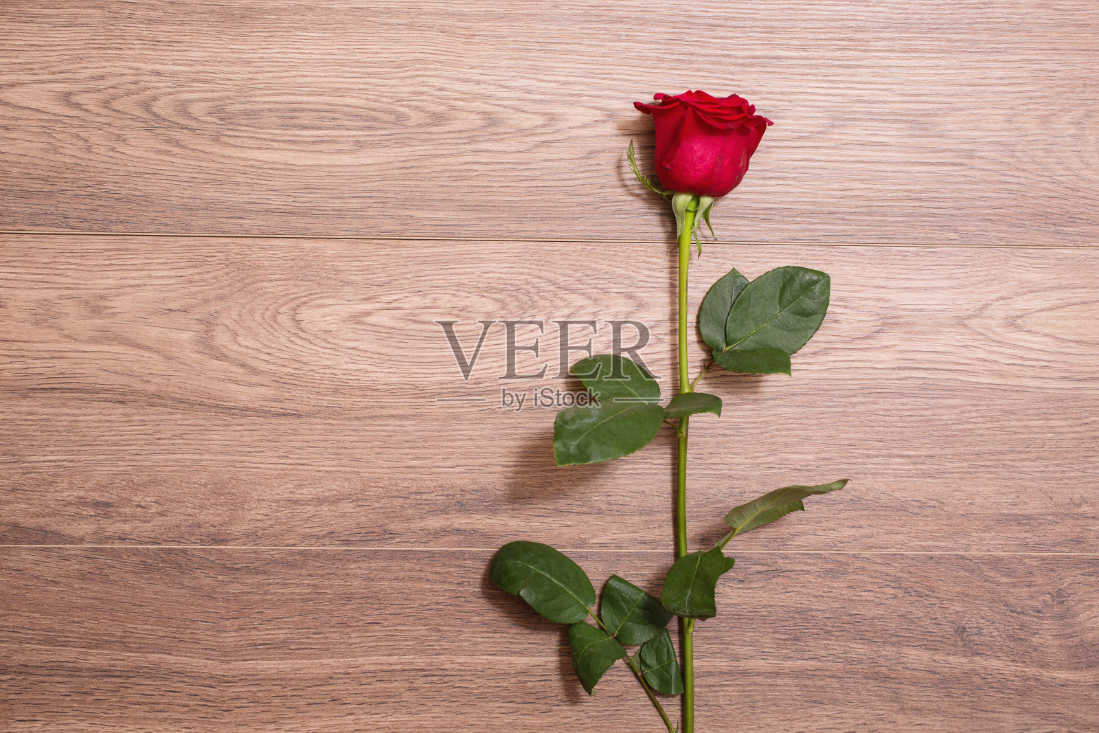 红玫瑰躺在棕色的木头背景上。放置设计和文本。照片摄影图片