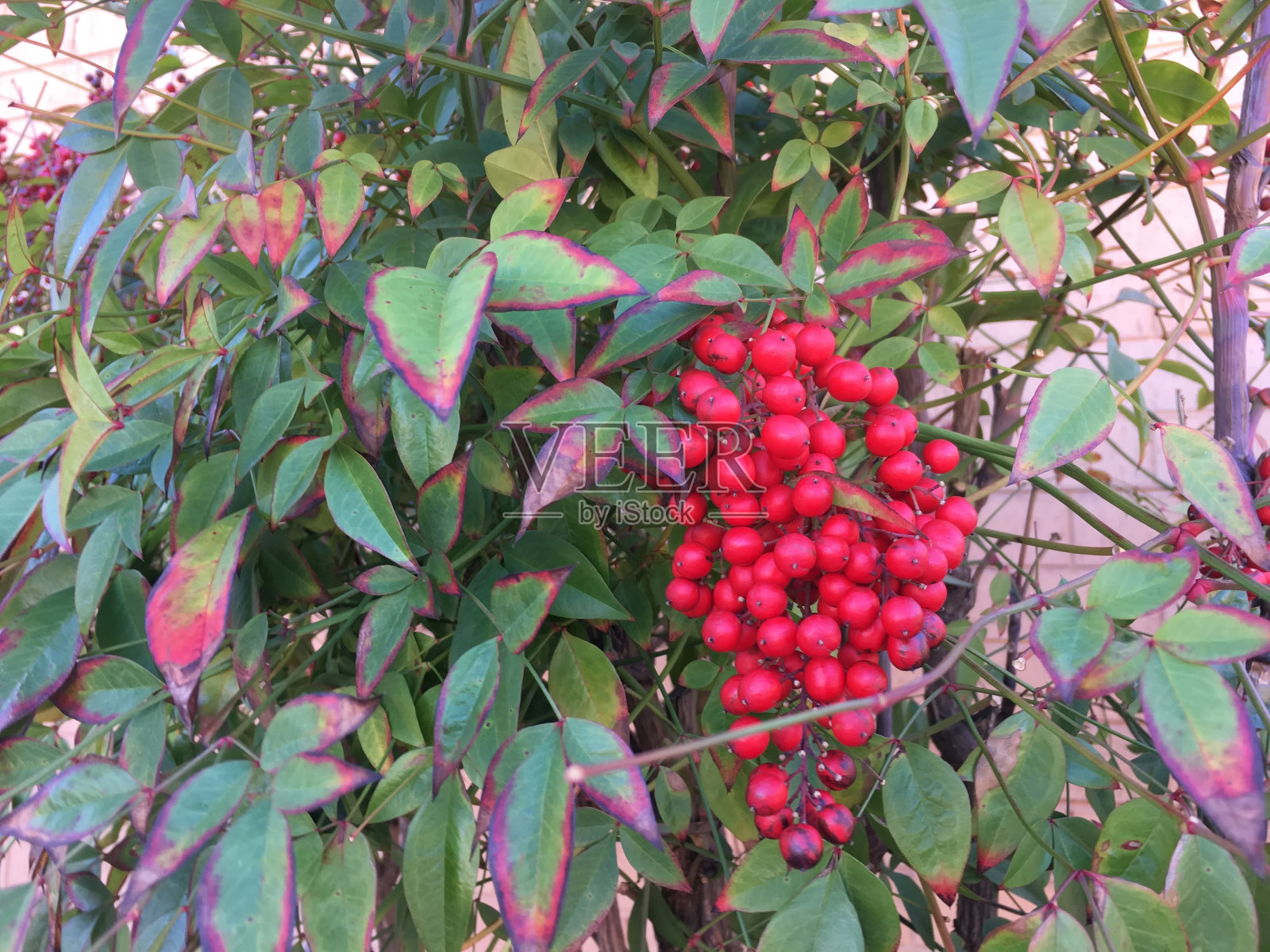 红野仙子- artbutifolia照片摄影图片