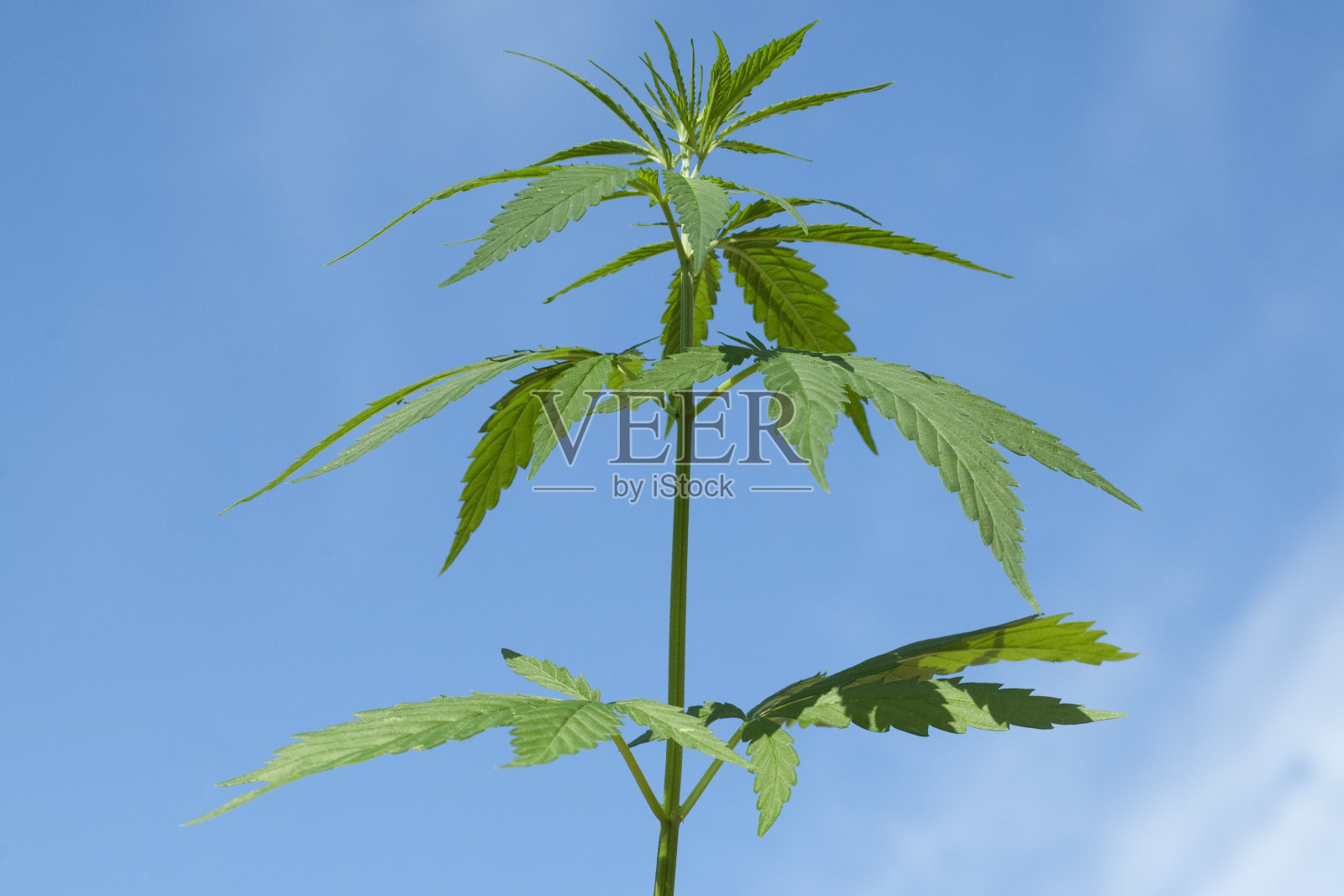 麻;大麻;籼稻;漂白亚麻纤维卷照片摄影图片