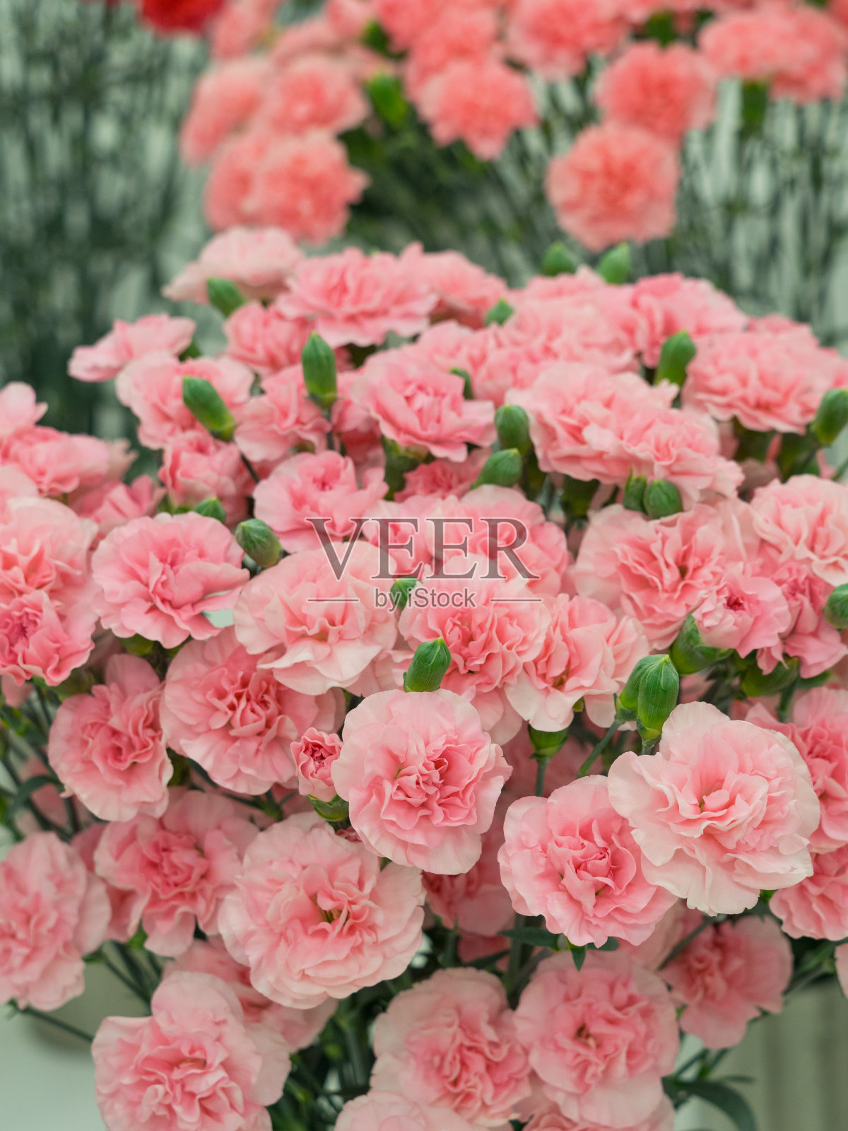 康乃馨照片摄影图片